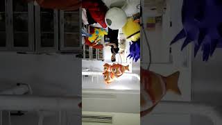 Clown Fish Ballon Unique Design With Stunning Entertaining Event Decor