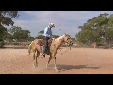 Slowing down a fast horse and riding a lazy horse - Speed Control Lessons with Steve Halfpenny