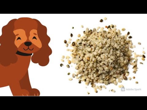 Vídeo: Antibióticos que os cães podem tomar