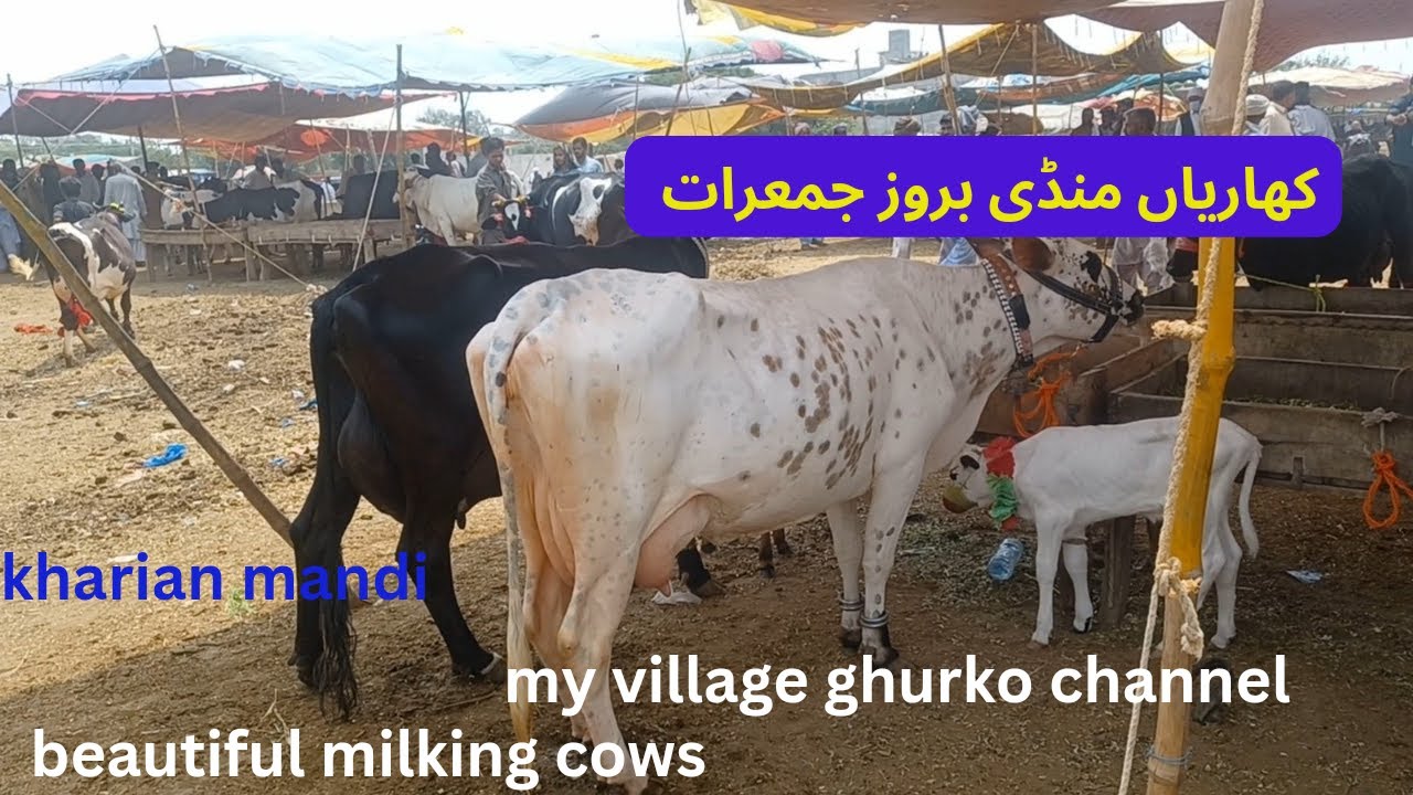 kharian mandi 27/06/24- milking animal/             کھاریاں منڈی کی تازہ صورت حال