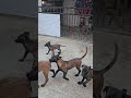 باقي دكرين اللللللحق درب كلبك بنفسك كلاب اكسبلور