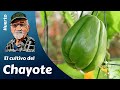 El cultivo completo del CHAYOTE