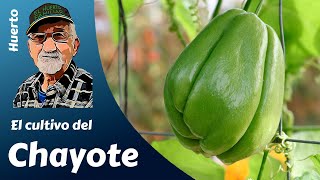 The complete cultivation of CHAYOTE