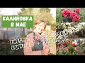 Май в Калиновке / Влог 2021 / Весь участок, рассада, теплицы, новые растения, аллярий