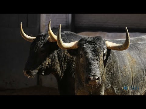 SORTEO | Corrida toros 4 junio, Adolfo Martín