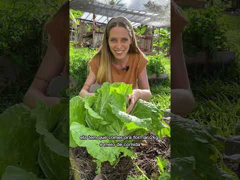 Vídeo: Como as sementes de pechay são produzidas?