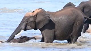 Mother Elephant's Quick Instincts Save Calf from Raging Rapids!