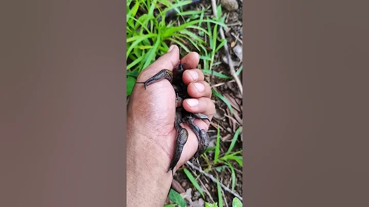 you've probably never seen this many of them before #snail #anyuniqueanimals #shorts #p2387