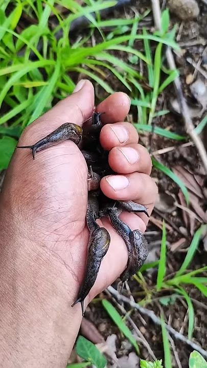 you've probably never seen this many of them before #snail #anyuniqueanimals #shorts #p2387