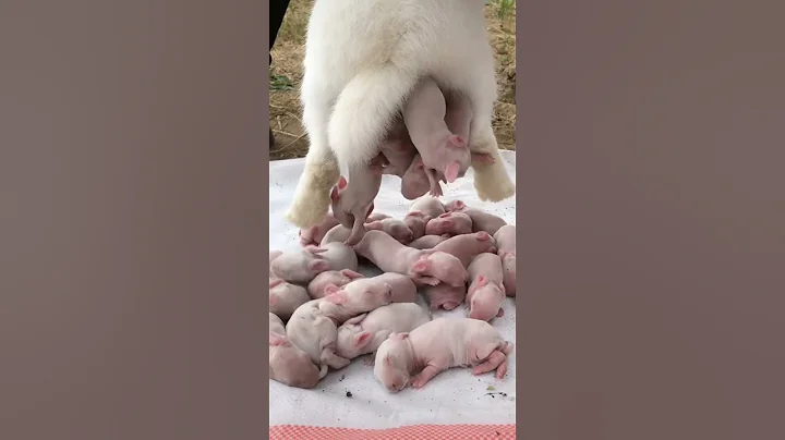 Cute rabbit baby😍#shorts #rabbit #shortsvideo #short