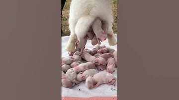 Thumbnail of Cute rabbit baby😍#shorts #rabbit #shortsvideo #short