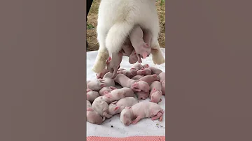 Cute Rabbit Baby Shorts Rabbit Shortsvideo Short 