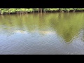 Manatees Grazing in the Loxahatchee River by Cynthia L. DeLeon