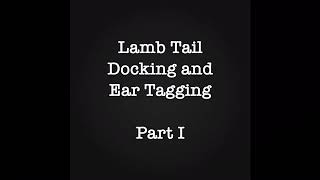 Lamb Tail Docking and Ear Tagging: Part 1