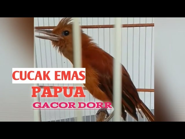 CUCAK EMAS PAPUA GACOR DOR..!! class=