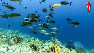 Banyak Ikan Di Pulau Tomia | spearfishing indonesia