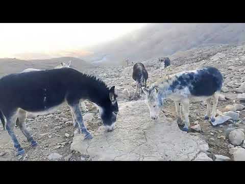 تزاوج الحمير الجبلية حمار برازيلي جبلي حياة الحمير الجبلية