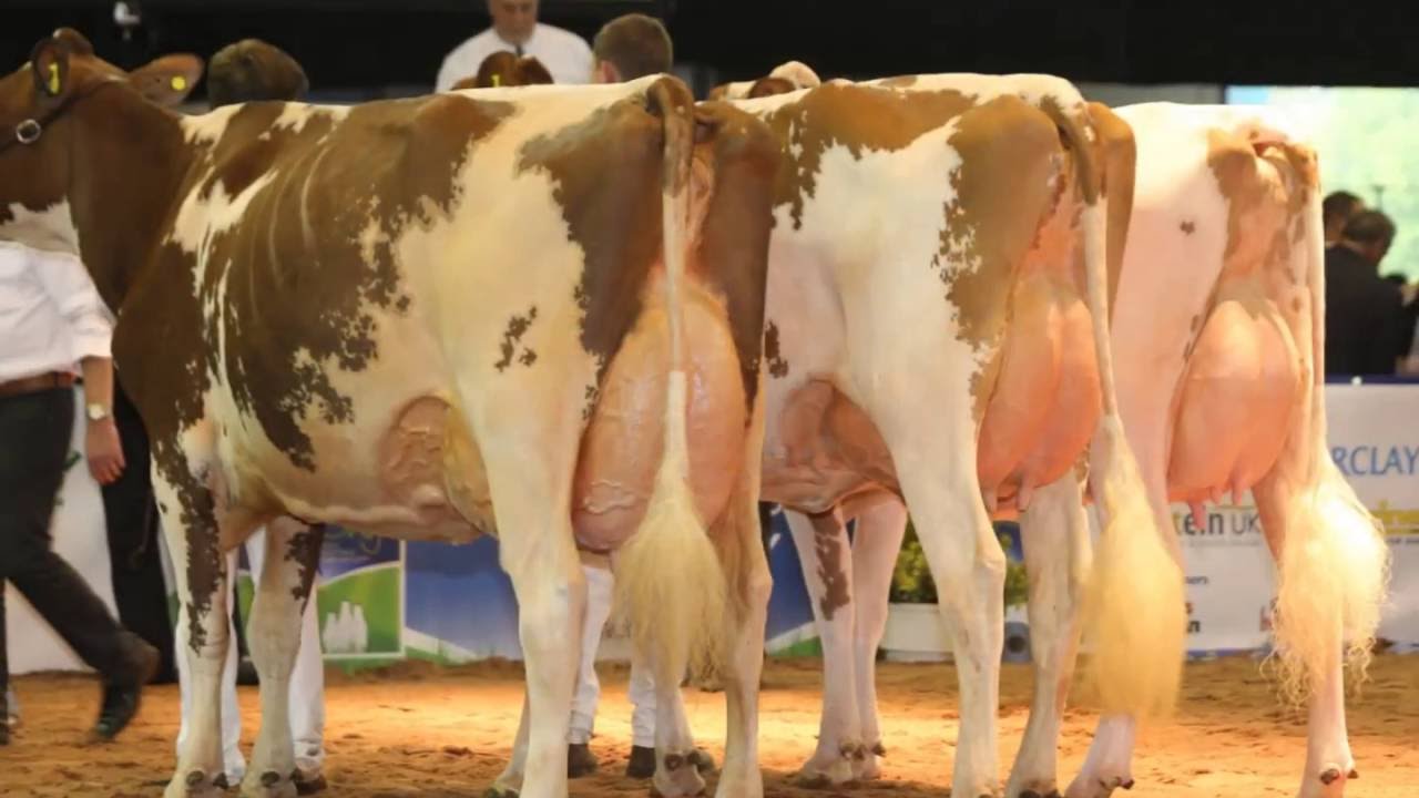 UK Dairy Day 2016 YouTube