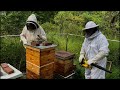 Episode #228 - What NOT to do When Harvesting Honey! ;)