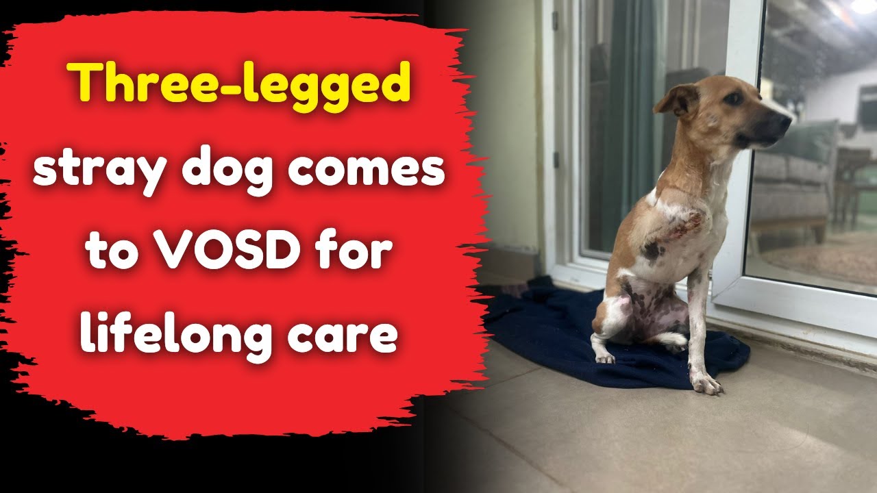 Three-legged stray dog comes to VOSD for lifelong care - YouTube
