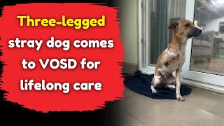 Threelegged stray dog comes to VOSD for lifelong care