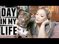 A day in my life with a handicap dog  jaaackjack  zoeythelabpit