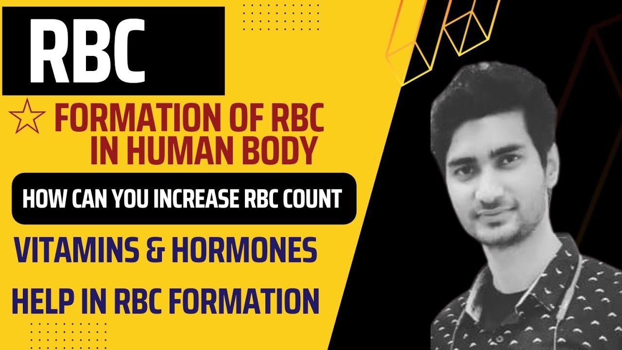 RBC formation in human body | hormones & vitamins help in formation of ...