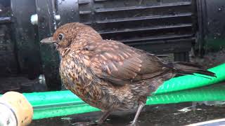 Vogel Badet, Bird Bathig