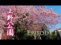 【Cherry blossoms】TOKYO. Ueno Park, Episode 1.  2019 #4K #上野公園 #カンザクラ #カンヒサクラ