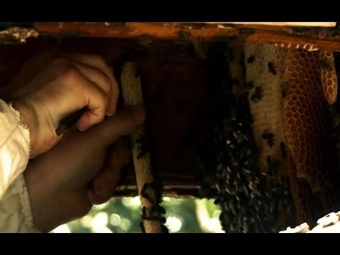 ვიდეო: თაფლის ფუტკრებში წარმოიქმნება გაუნაყოფიერებელი კვერცხები?