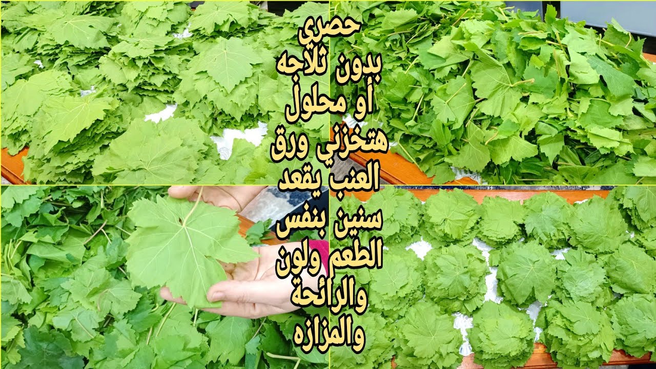 لسه بشوف ناس بتخزن ورق العنب غلط❗إلحقي هاتيه وبأفضل طريقتين خزنيه يقعد معاكي سنتين بنفس الطعم واللون