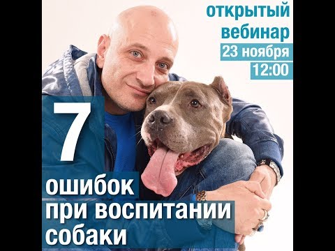 Видео: Топ 5 ошибок владельцев Pit Bull