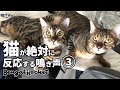 【検証】TikTokで話題の猫の喧嘩の鳴き声を聞いた猫の反応ｗｗ【ベンガルロケット】