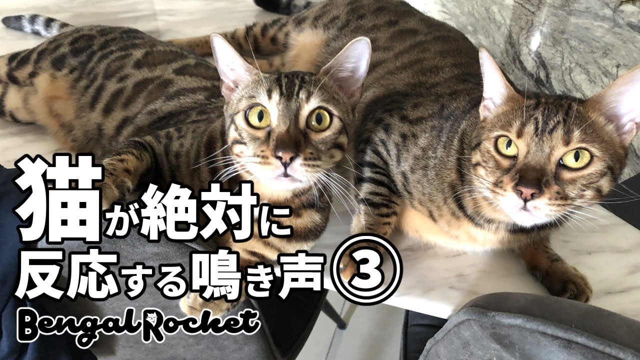 検証 Tiktokで話題の猫の喧嘩の鳴き声を聞いた猫の反応ｗｗ ベンガルロケット 176 Youtube