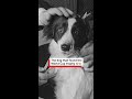 🐶⚽️ Pickles - the dog that found the World Cup trophy - BBC World Service #shorts