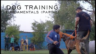 Top Dog Trainer | Bunty Trainer | Belgian Malinois | Dutch Shepherd | @Wolfmaster K9 (Part-2)