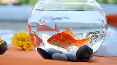 ¿Con qué frecuencia se cambia el agua a los peces de colores?