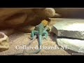 Collared Lizards NL. ❤️Sometimes they are really clumsy.