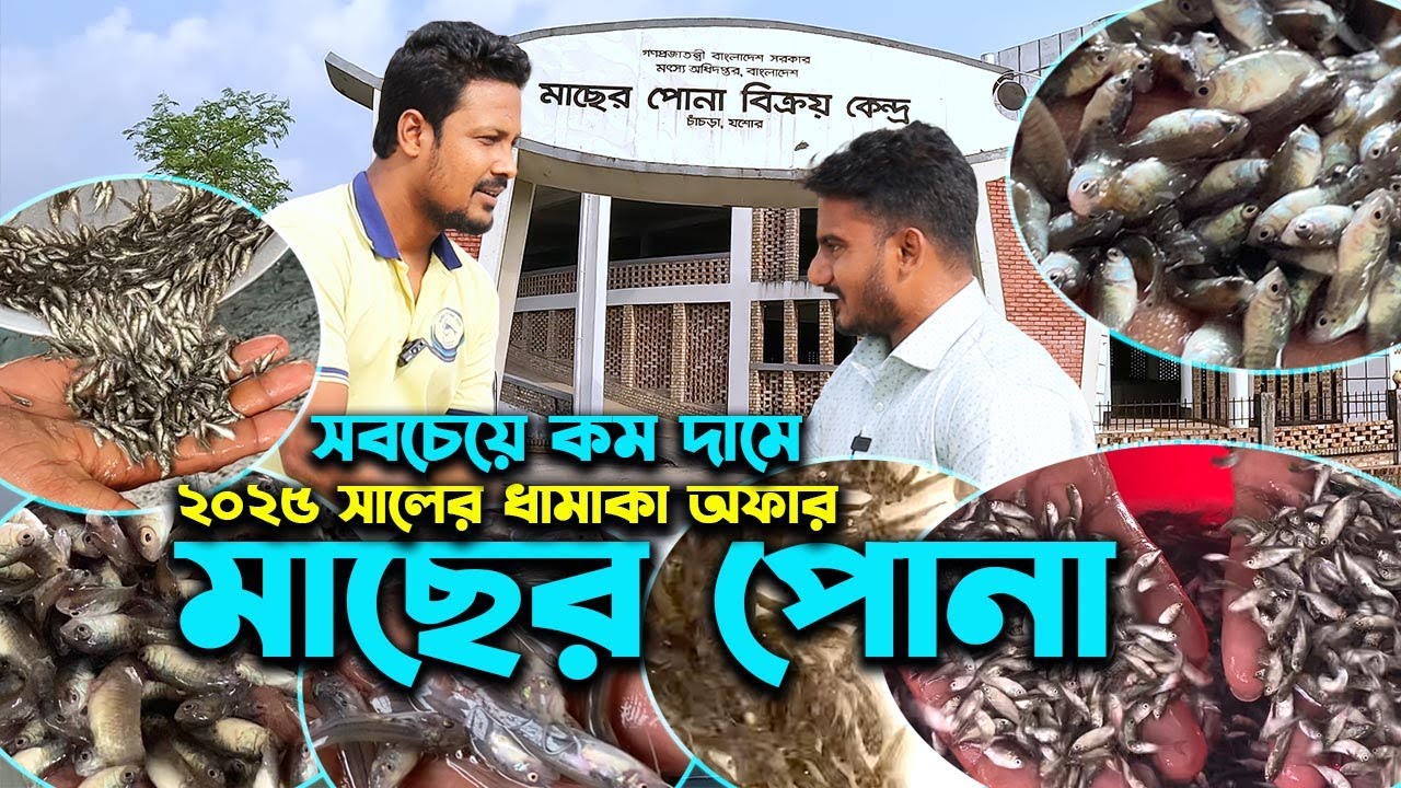 ২০২৫ সালের মাছের পোনার ধামাকা অফার সরকারি মাছ বিক্রয় কেন্দ্রে | উদ্যোক্তার খোঁজে