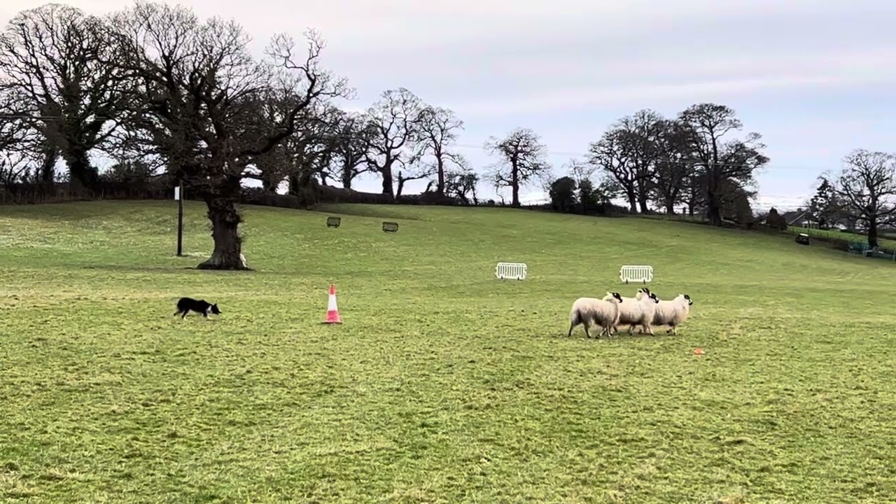 DEWI JENKINS with TYDDYN DU CASS