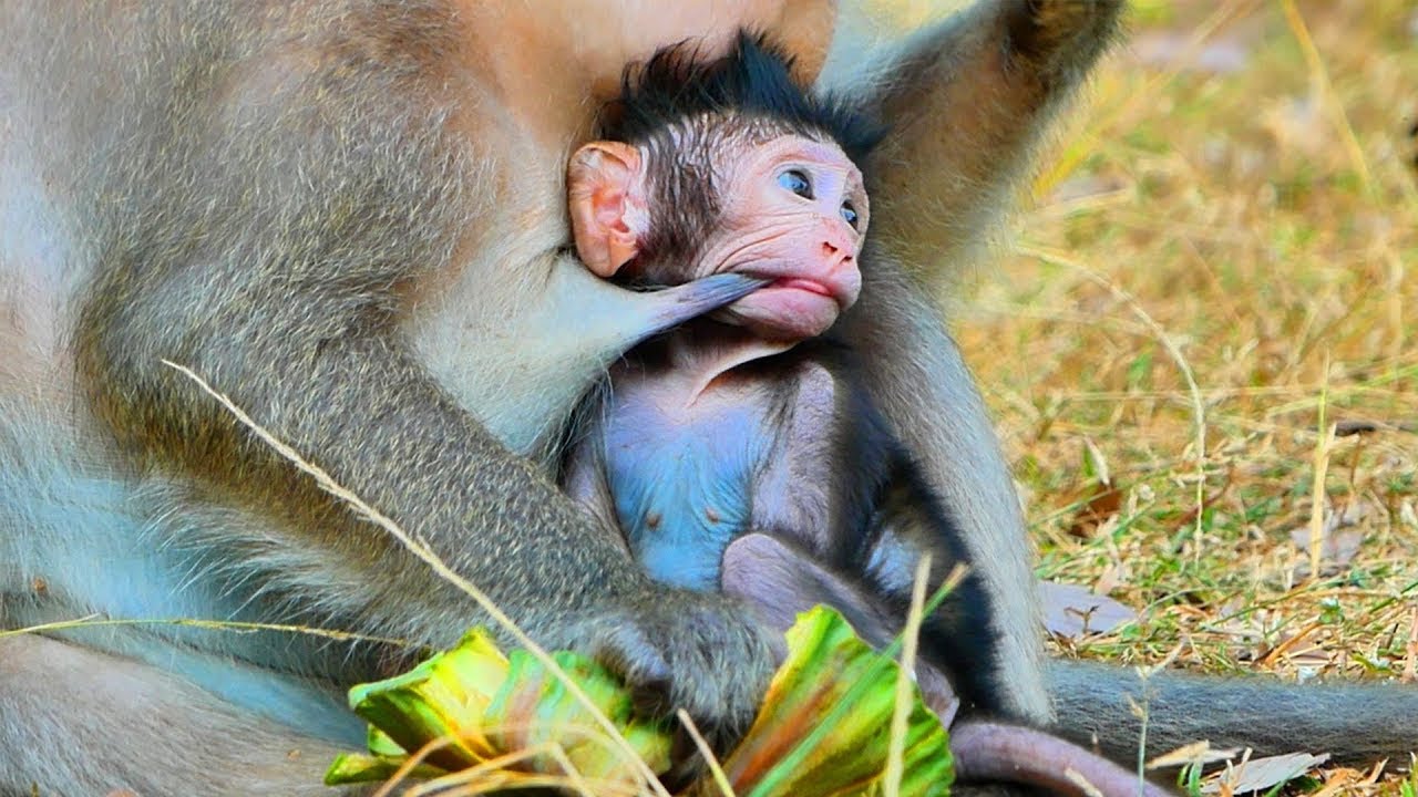 Primate monkey.../Young baby has strange technique to drink milk.../Superb life baby.../Nice clip