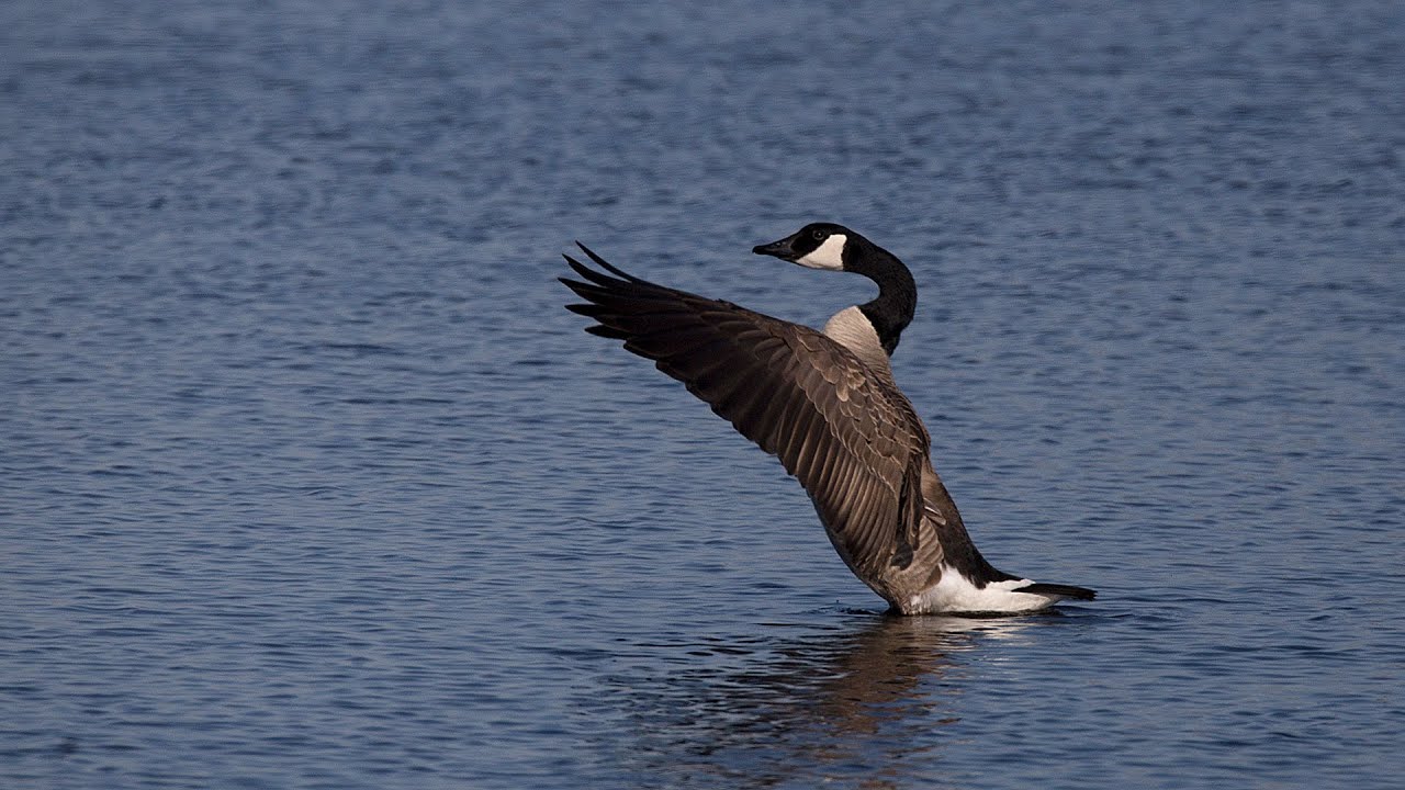 Early Canada Goose Season Preview NDGNF YouTube
