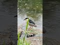 Night Heron flies - ゴイサギ 五位鷺 羽根 逆立てる #shorts #birds #野鳥