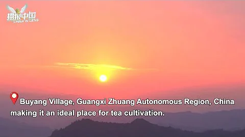 Tea helps villagers shake off poverty in China's Guangxi