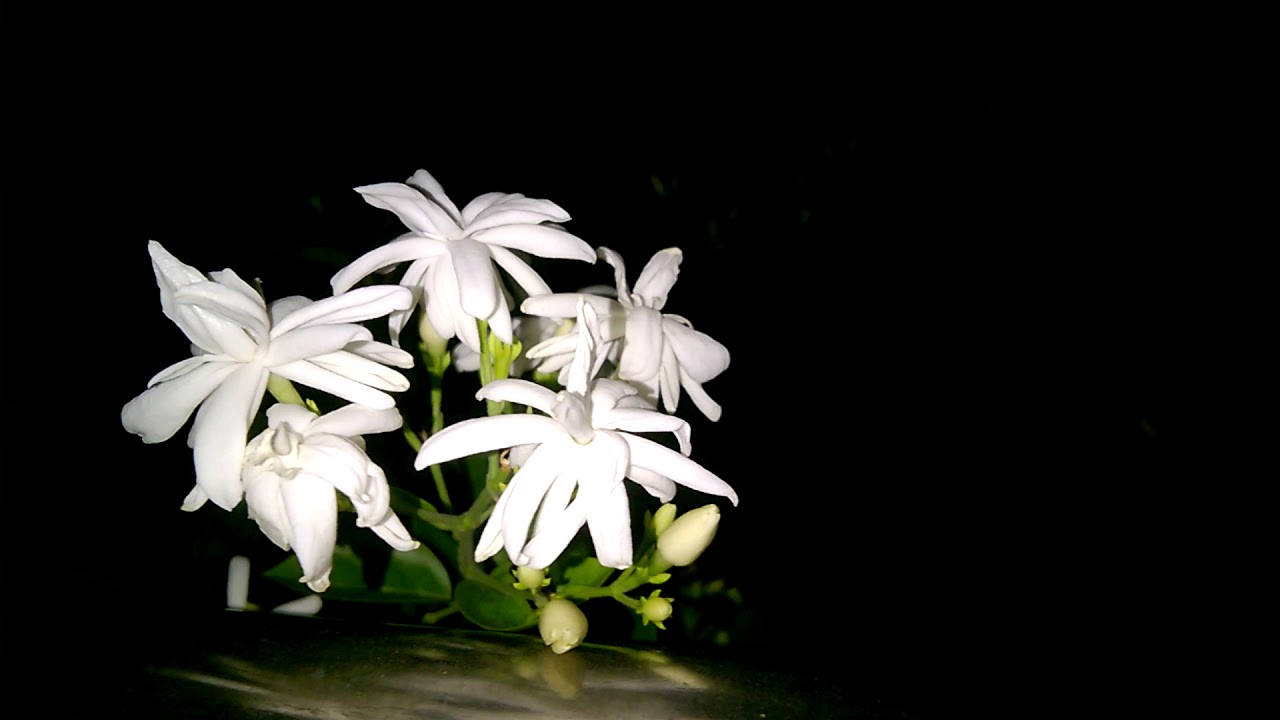camera iphone 8 plus apk Bell & Juhi flower view at night (Balcony garden)