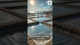 How is Salt Made from Seawater?#gk #teacher #tspsc #upsc #tgdsc #gkfacts #gkquestion