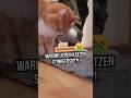 Deshalb lieben Katzen StinkefÃ¼ÃŸe und Socken! ? ðŸ¤®ðŸ¤£ #katzenwissen #katzenliebe #katzenleben