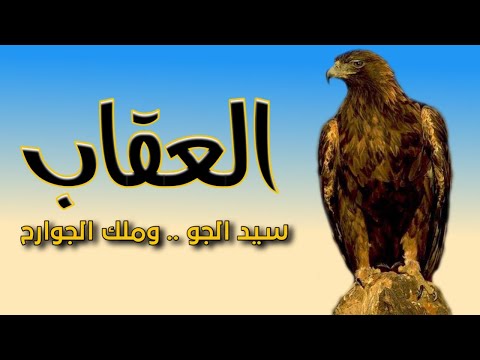 العقاب سيد الجو و ملك الطيور