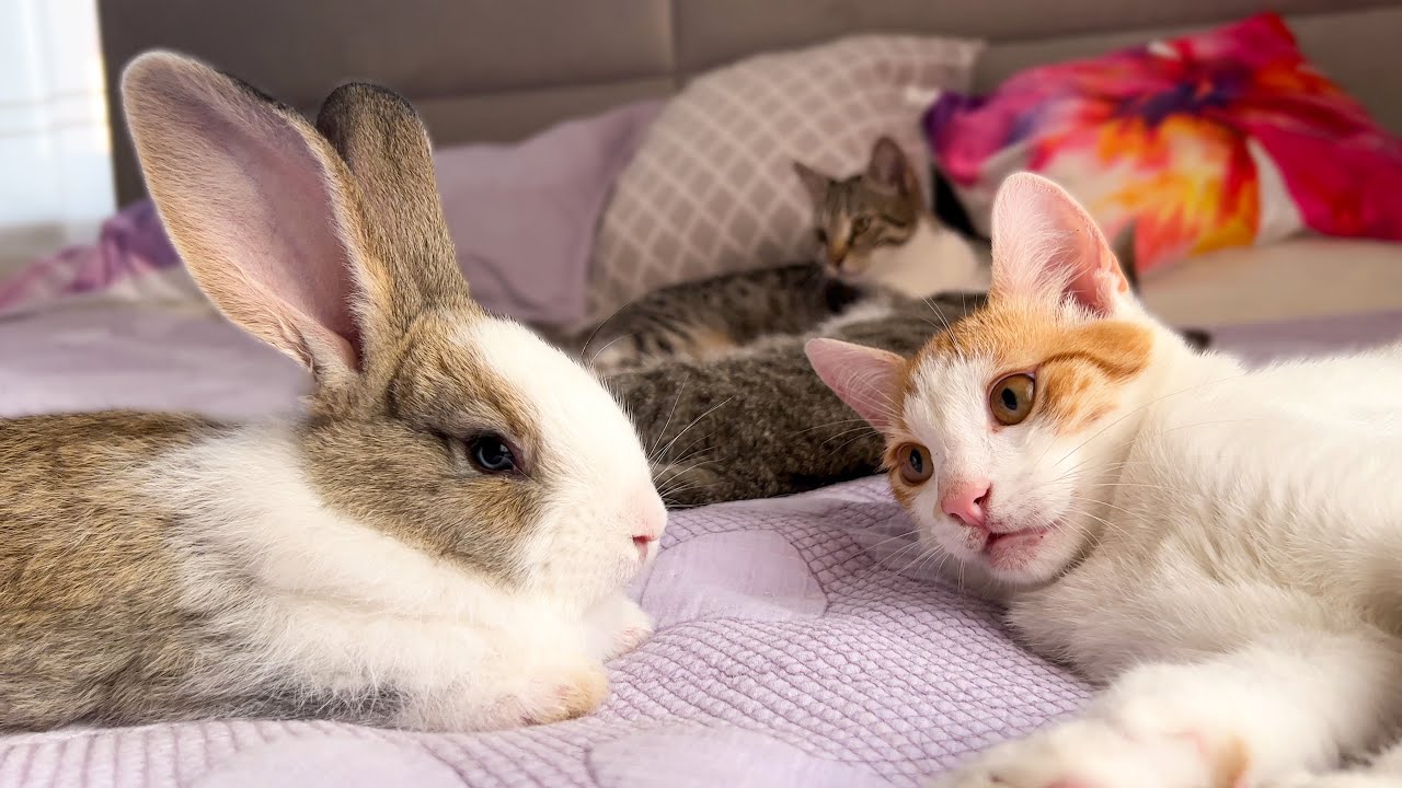 Kittens Confused by New Rabbit - YouTube