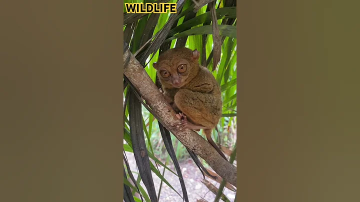 Encounter with Tiny Predator! Unveiling the Creepy and Menacing World of the Smallest Predator